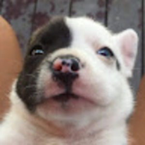 Meet your Posher, Ash